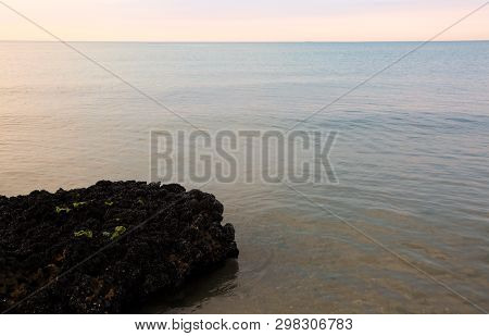 Many Mussels On The Sea In Summer