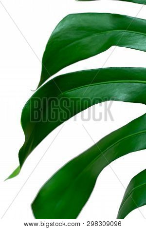 Dark Green Leaves Of Monstera Or Split Leaf Philodendron The Tropical Foliage Plant Isolated On Whit