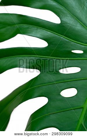 Dark Green Leaves Of Monstera Or Split Leaf Philodendron The Tropical Foliage Plant Isolated On Whit