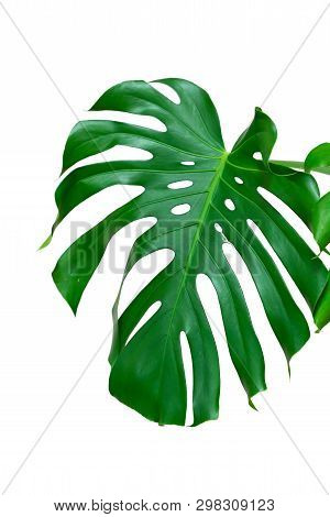 Dark Green Leaves Of Monstera Or Split Leaf Philodendron The Tropical Foliage Plant Isolated On Whit