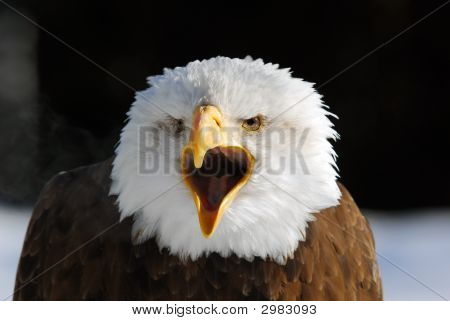 Águila calva americana