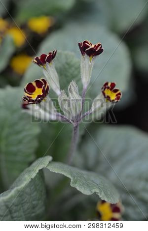 Primrose Victoriana - Latin Name - Primula Veris Victoriana