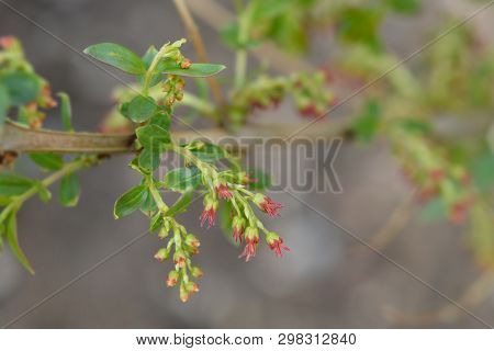 English Redoul - Latin Name - Coriaria Myrtifolia