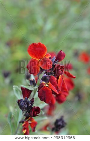 Wallflower Blood Red Covent Garden - Latin Name - Erysimum Cheiri Blood Red Covent Garden