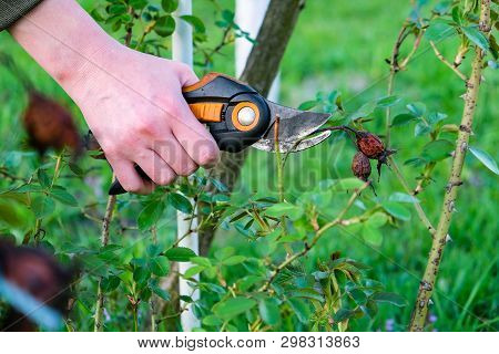 Flower Gardening And Maintenance Concept. Close Up Shot Of Women Hands With Pruning Shears Working I