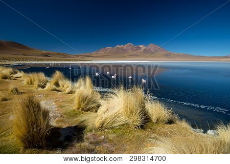 Laguna De Canapa With Flamingo, Bolivia - Altiplano