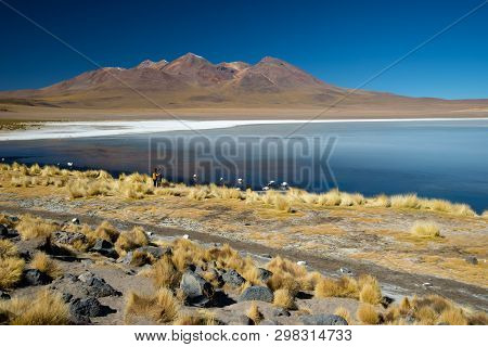 Laguna De Canapa With Flamingo, Bolivia - Altiplano