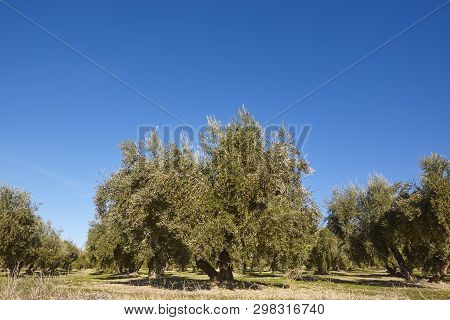 Olive Tree Fields In Andalusia. Spanish Agricultural Harvest Landscape. Spain