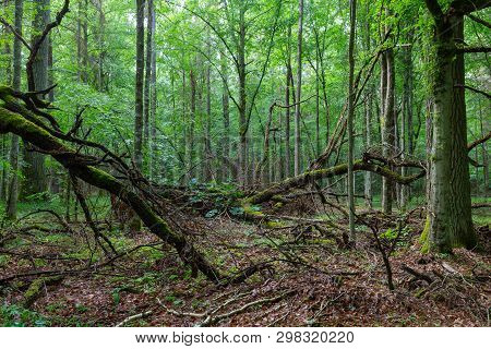Dead Oak Branches Lying Moss Wrapped