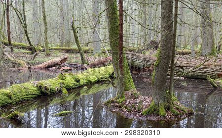 Springtime Wet Mixed Forest With Standing Water