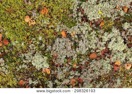 Colorful Moss Background - Polytrichum Formosum. At The Forest Floor