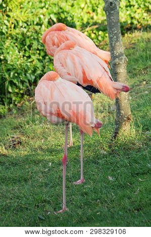 Three Pink Flamingo. Birds Natural Park Pinck