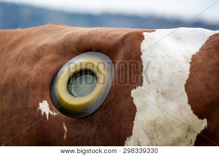 Veterinary Treatment Of Cattle. Outdoor Closeup Of Brown And White Cow With A Rumen Fistula Hole On 