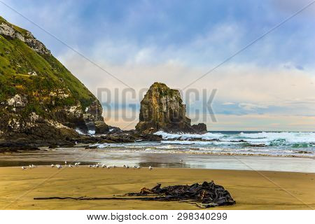 Cannibal Bay on Pacific coast of the South Island. Wide beach with white sand and blue-green water. Flock of white cormorants resting in the sand. New Zealand.  The concept of photo tourism  