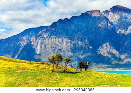 Cow grazing on grass by the lake. Journey to the ends of the earth. Huge lake Hawea with turquoise smooth water. South Island, New Zealand. The concept of ecological, active and phototourism