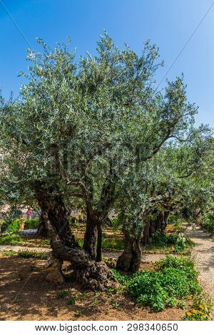 Gethsemane Garden in the eternal Jerusalem. Ancient olive trees under the hot autumn sun. Eight very ancient olives grow in the Garden of Gethsemane. The concept of historical, religious tourism