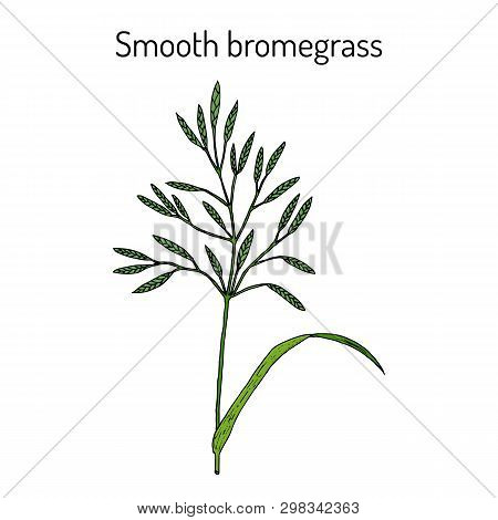 Smooth Brome Bromus Inermis , Medicinal Plant. Hand Drawn Botanical Vector Illustration