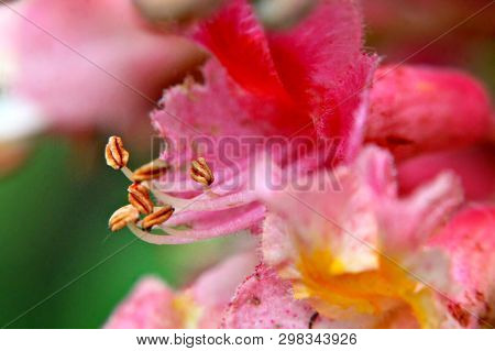 Blurry Pink Chestnut Tree Blossom Macro. Long Stamens. Selected Focus.
