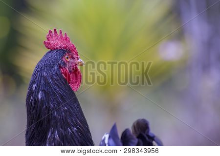 Close-up Photography Of A Free Range Rooster Head. Captured At The Andean Mountaiins Of Central Colo