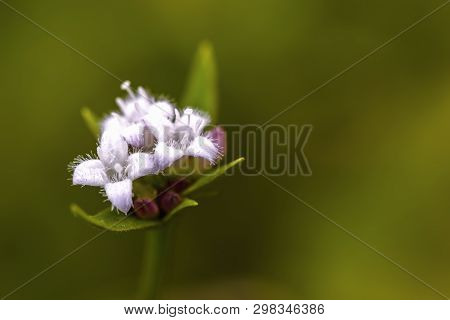 Macro Photography Of The Tiny White Wild Flowers Of The Bogbean Plant. Captured At The Andean Mounta