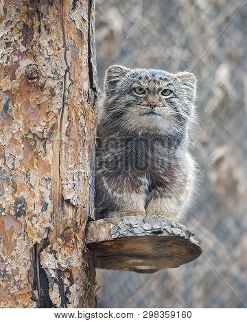 Pallas Cat (otocolobus Manul). Manul Is Living In The Grasslands And Montane Steppes Of Central Asia