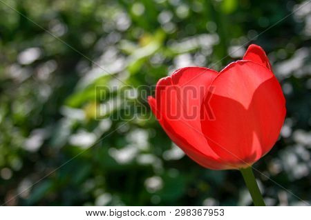 Beautiful Red Tulips With Green Leaves, Blurred Background In Tulips Field Or In The Garden On Sprin