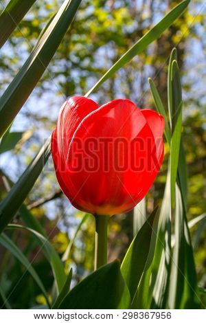 Beautiful Red Tulips With Green Leaves, Blurred Background In Tulips Field Or In The Garden On Sprin