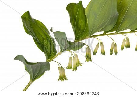Solomon's Seal