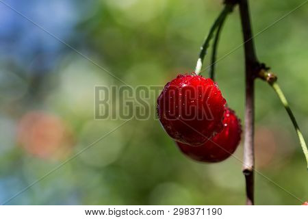 Ripe Cherry Hanging On Branch. Red Berries Of Cherry Hang On Tree In Sunny Rays. Sun Lights Illumina