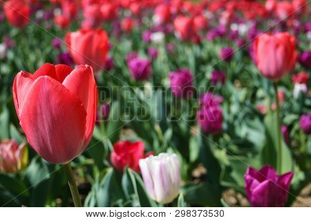 Beautiful Pink, Purple And White Tulips With Green Leaves, Blurred Background In Tulips Field Or In 