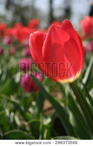 Beautiful Pink, Purple And White Tulips With Green Leaves, Blurred Background In Tulips Field Or In 