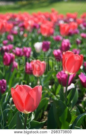 Beautiful Pink, Purple And White Tulips With Green Leaves, Blurred Background In Tulips Field Or In 