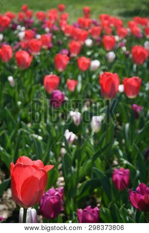 Beautiful Pink, Purple And White Tulips With Green Leaves, Blurred Background In Tulips Field Or In 
