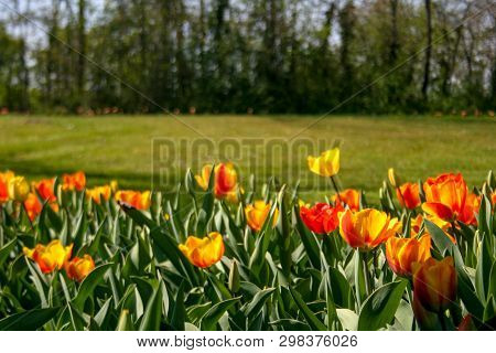 Beautiful Orange And Yellow Tulips With Green Leaves, Blurred Background In Tulips Field Or In The G