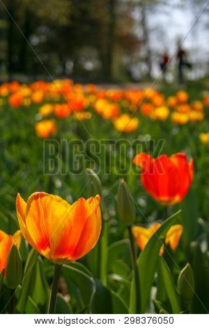Beautiful Orange And Yellow Tulips With Green Leaves, Blurred Background In Tulips Field Or In The G