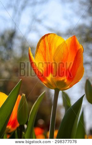 Beautiful Orange And Yellow Tulips With Green Leaves, Blurred Background In Tulips Field Or In The G