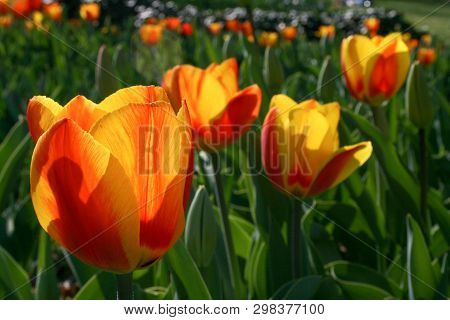 Beautiful Orange And Yellow Tulips With Green Leaves, Blurred Background In Tulips Field Or In The G