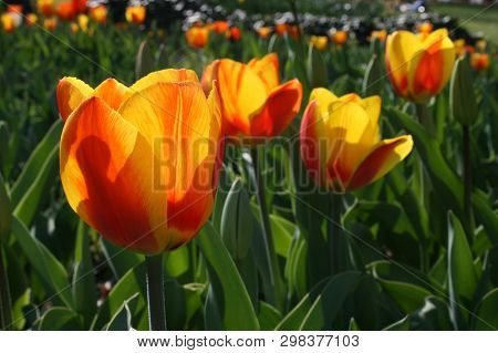 Beautiful Orange And Yellow Tulips With Green Leaves, Blurred Background In Tulips Field Or In The G