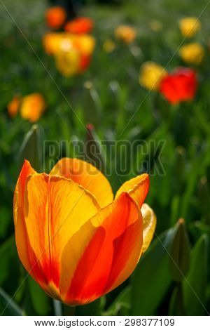 Beautiful Orange And Yellow Tulips With Green Leaves, Blurred Background In Tulips Field Or In The G