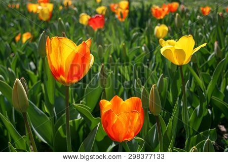 Beautiful Orange And Yellow Tulips With Green Leaves, Blurred Background In Tulips Field Or In The G