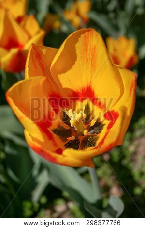 Beautiful Orange And Yellow Tulip With Green Leaves, Blurred Background In Tulips Field Or In The Ga