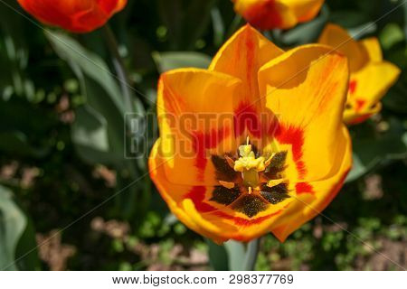 Beautiful Orange And Yellow Tulip With Green Leaves, Blurred Background In Tulips Field Or In The Ga