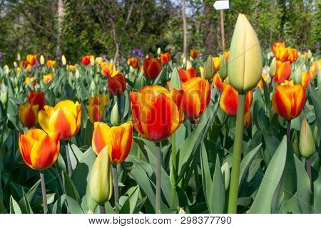 Beautiful Orange And Yellow Tulips With Green Leaves, Blurred Background In Tulips Field Or In The G