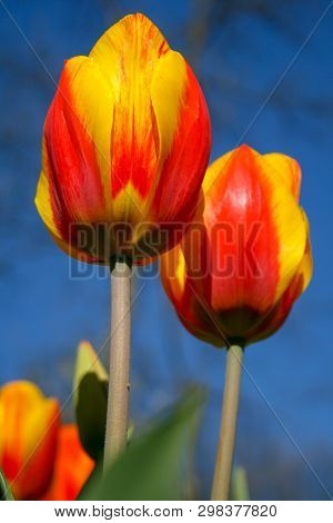 Beautiful Orange And Yellow Tulips With Green Leaves, Blurred Background In Tulips Field Or In The G