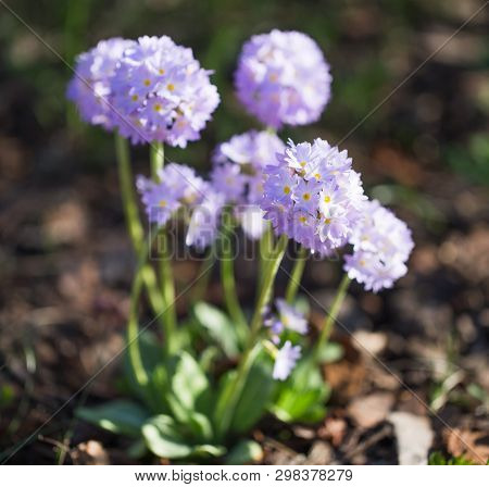 Spring Purple Flower Primrose In The Garden. Primula Denticulata