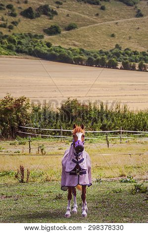 A Horse Dressed In Pink Clothes  On A Beautiful Background Of A Hill