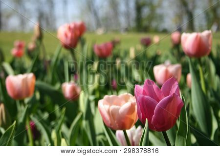 Beautiful Pink, Purple And White Tulips With Green Leaves, Blurred Background In Tulips Field Or In 