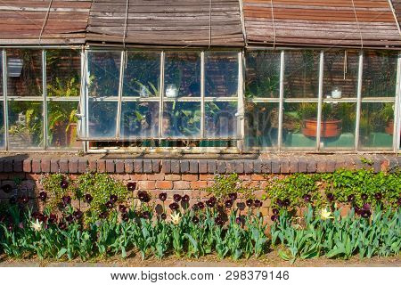 Beautiful Black Tulips With Green Leaves, Blurred Background In Tulips Field Or In The Garden On Spr