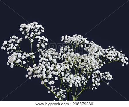 White Flowers Of Milfoil (achillea Ptarmica) - Pearl Close Up, Isolated On A Black Background. Popul