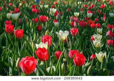Beautiful Red And White Tulips With Green Leaves, Blurred Background In Tulips Field Or In The Garde